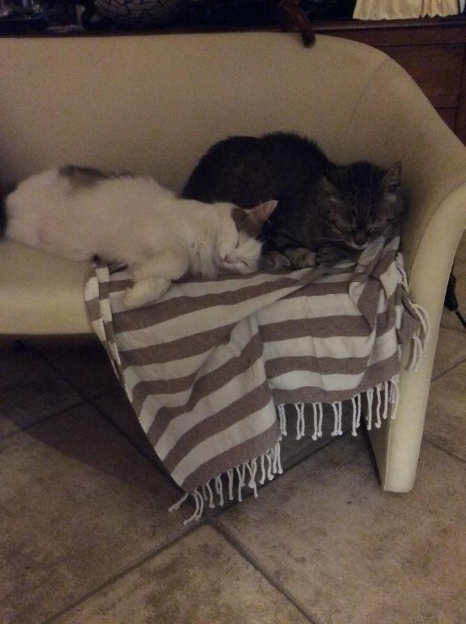 B&B Il Frassino Perugia Bagian luar foto
